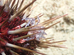 Zebrida