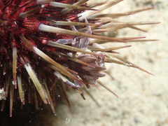 Zebrida