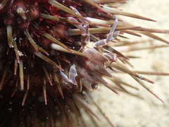Zebrida