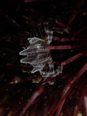 Zebrida