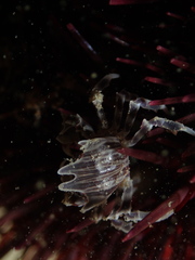 Zebrida