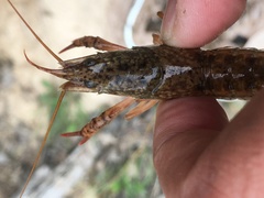 Procambarus acutus