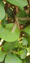 Tipulidae