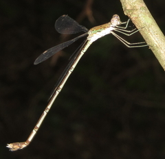 Lestes uncifer