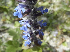 Ajuga reptans