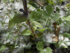 Ajuga reptans