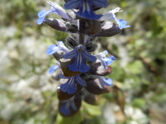 Ajuga reptans
