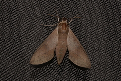 Theretra indistincta