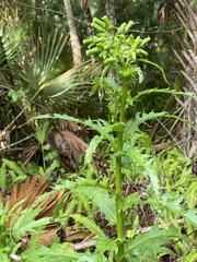 Erechtites hieraciifolius image