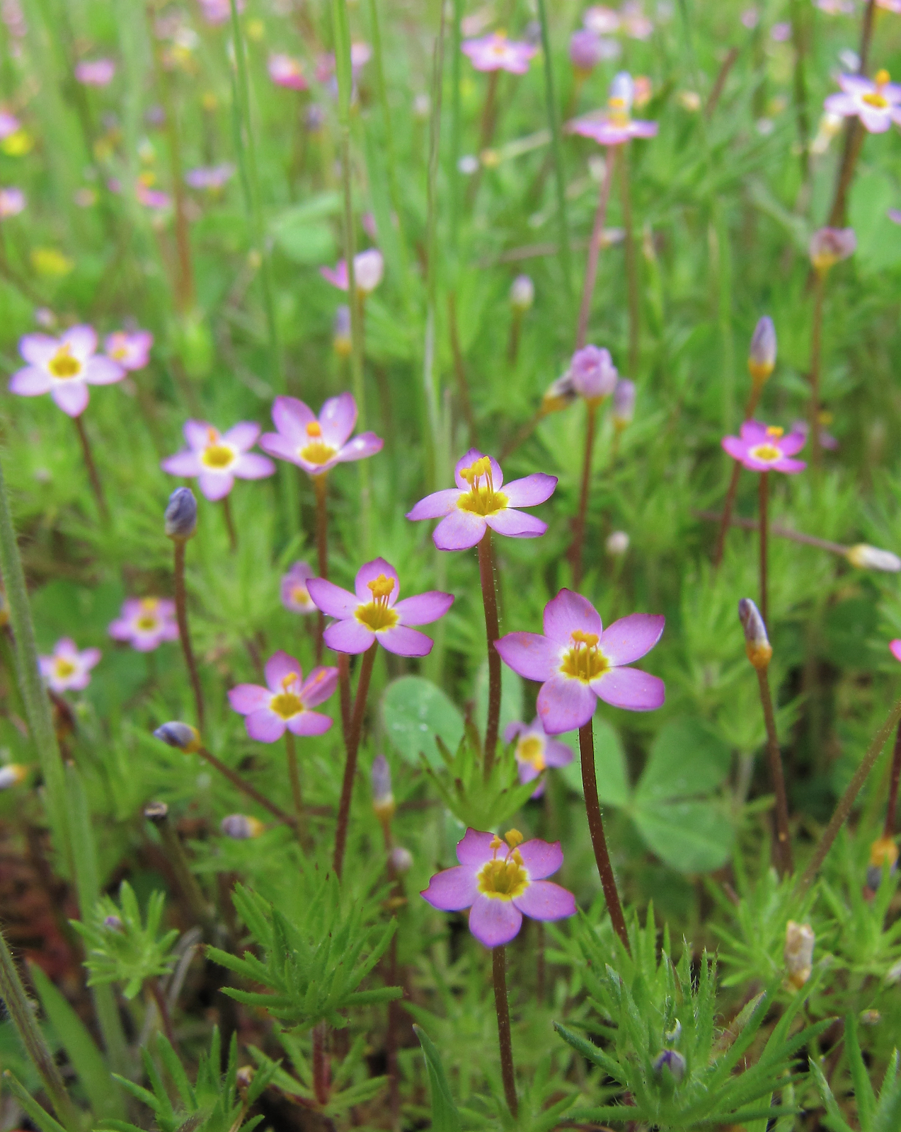 Leptosiphon bicolor