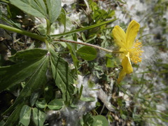 Anemonoides ranunculoides
