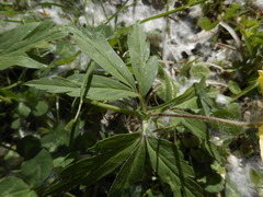 Anemonoides ranunculoides