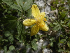 Anemonoides ranunculoides