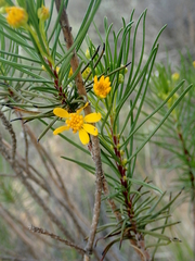Euryops tenuissimus