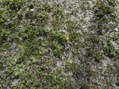 Anemonoides ranunculoides