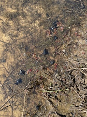 Trapa natans bispinosa