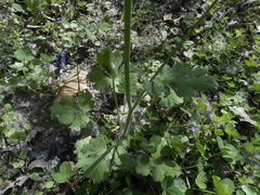 Ranunculus velutinus