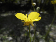 Ranunculus velutinus