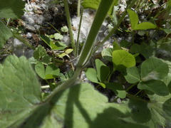 Ranunculus velutinus