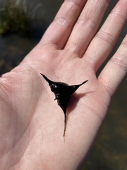 Trapa natans bispinosa