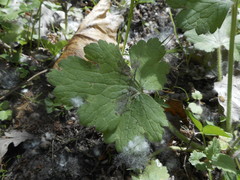 Ranunculus velutinus