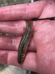 Umbra pygmaea
