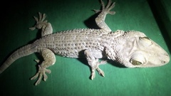 Gekko smithii