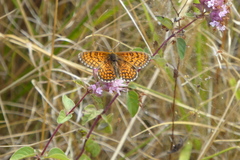 Melitaea parthenoides