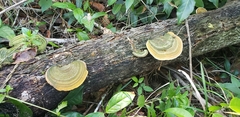 Trametes polyzona