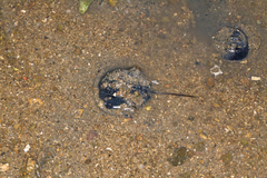 Tachypleus tridentatus