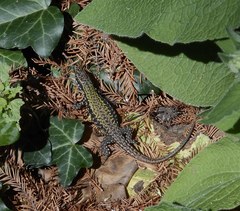 Podarcis muralis maculiventris