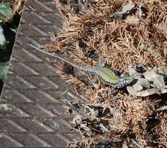 Podarcis muralis maculiventris