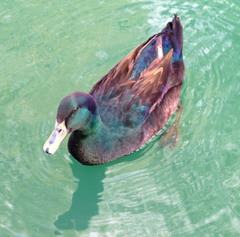 Anas platyrhynchos domesticus