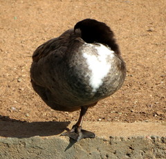 Anas platyrhynchos domesticus