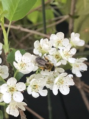 Andrena haemorrhoa