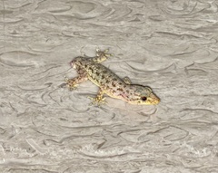 Hemidactylus bowringii