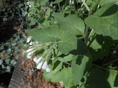 Symphytum orientale