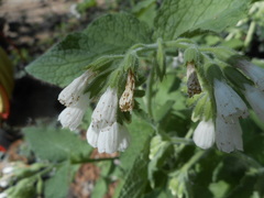 Symphytum orientale