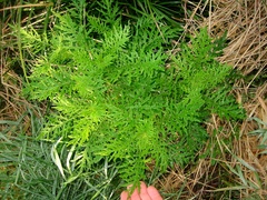 Senecio bipinnatisectus