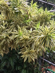 Dracaena reflexa