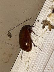 Callistethus marginatus