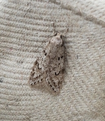 Semioscopis megamicrella