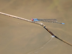 Pseudagrion sublacteum