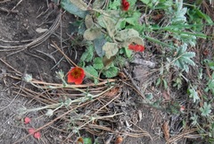 Potentilla ehrenbergiana
