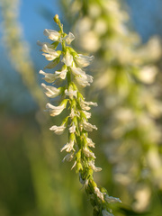 Melilotus albus