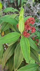 Miconia melastomoides