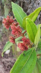 Miconia melastomoides
