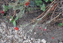 Potentilla ehrenbergiana
