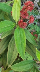 Miconia melastomoides