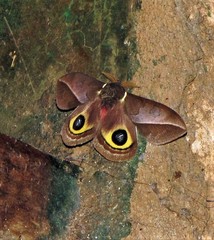 Automeris basalis